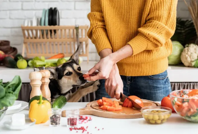 Estudo revela que 94% das dietas caseiras para cães não oferecem nutrição completa