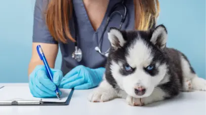 Emissão de carimbos veterinários ganha novas regras