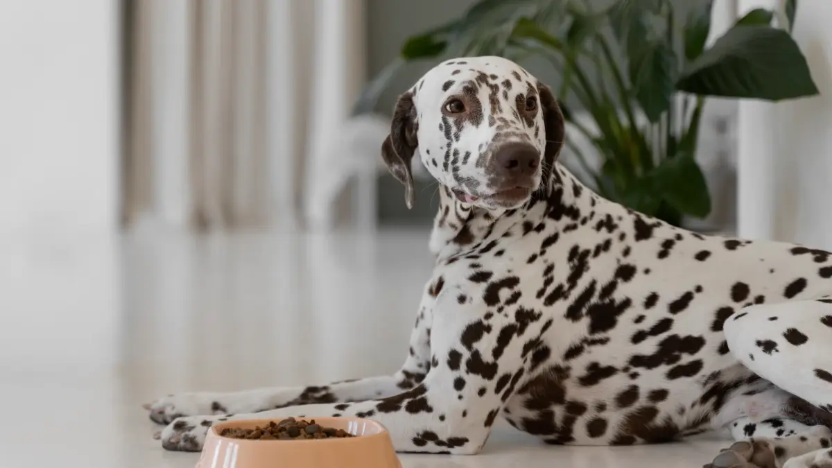 EUA revelam as 50 indústrias de pet food mais influentes