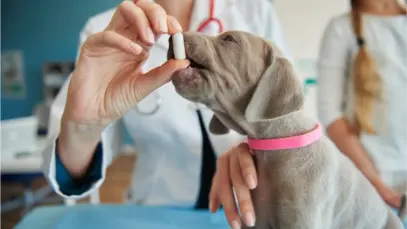 Entenda os novos requisitos para genéricos veterinários