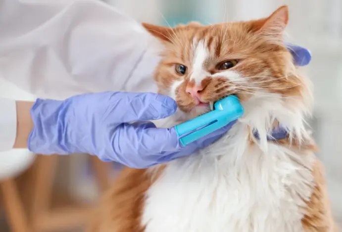 FelineVMA divulga novo guia de odontologia felina