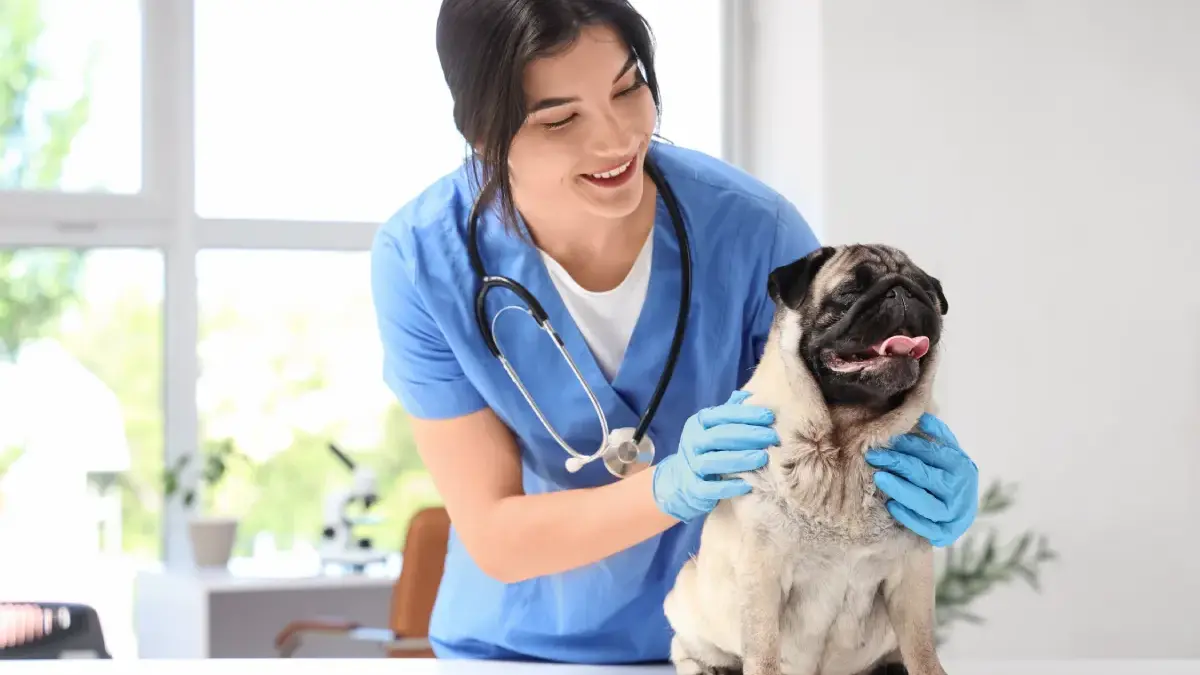 Brasil já tem mais de 166 mil veterinários em atividade