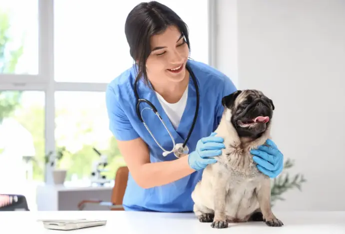 Brasil já tem mais de 166 mil veterinários em atividade