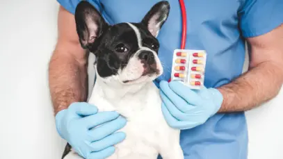 E-commerce estimula produtos veterinários falsificados