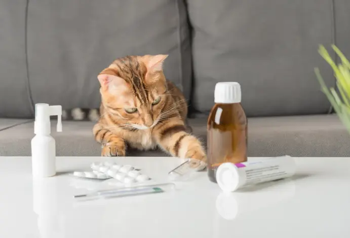 Genéricos veterinários podem destravar o mercado