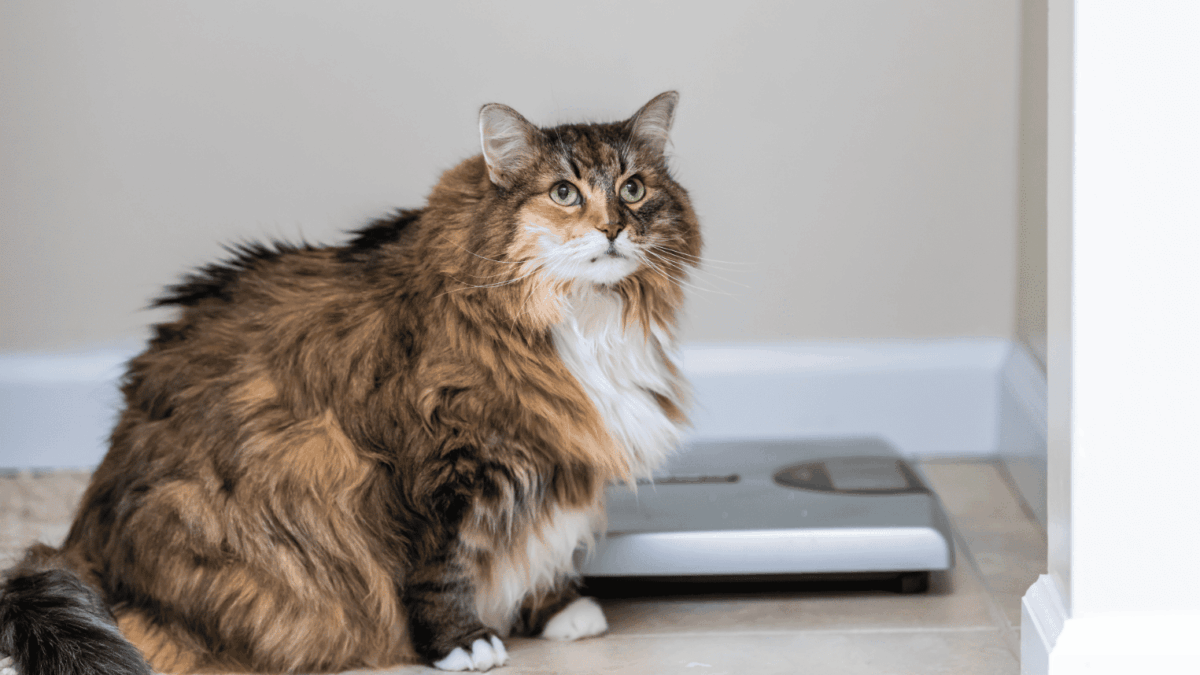 Remédios de emagrecimentos para cães e gatos