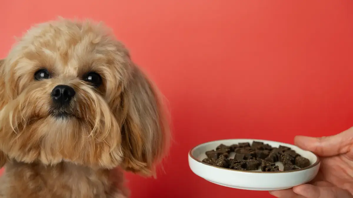 Pet food avança em ritmo abaixo do mercado de rações