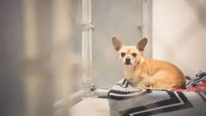 Regulação da medicina veterinária expõe lacunas na legislação