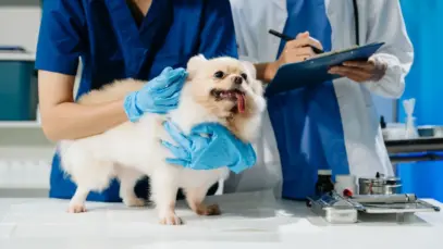 Apenas 18% dos tutores agendam consultas preventivas, diz estudo