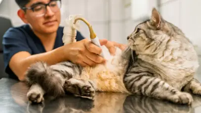 Quando a medicina veterinária repete os erros da saúde humana