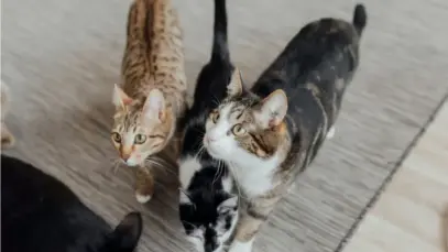 Mercado felino consolida novo ciclo de crescimento no Brasil