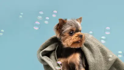 Pet care deve movimentar quase R$ 100 bi em sete anos