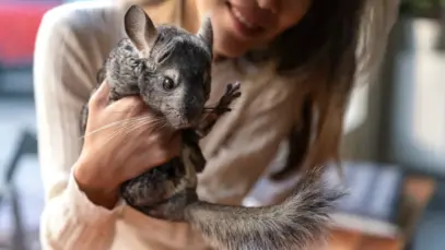 Pets não convencionais totalizam 39% dos animais de companhia