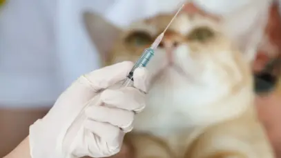 FeLV pode encurtar vida de gatos e demanda esquema vacinal