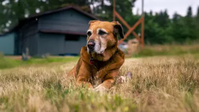 Lei de sepultamento de pets é avanço, apontam especialistas, mas critérios precisam ser claros