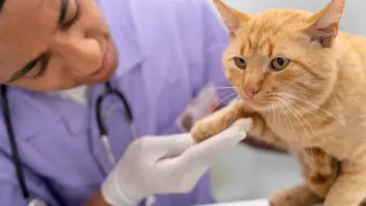 Mais de sete em cada dez veterinários são autônomos