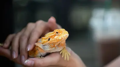 Pets não convencionais representam 39% da população pet