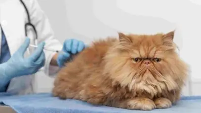 Farmacêutica dos EUA testa tratamento para emagrecimento de gatos