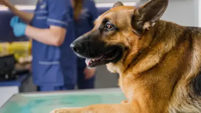 Veterinários ganham quatro salários mínimos em média e clínicas faturam R$ 75 mil