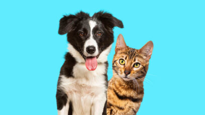 Novo fundo permite captação de dotações orçamentárias, repasses da União, doações de PFs e PJs, além de rendimentos financeiros | Foto: Freepik