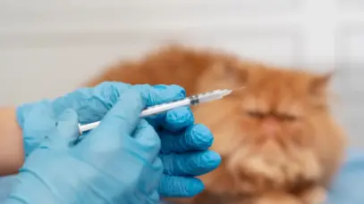 Boehringer Ingelheim amplia portfólio de vacinas para gatos