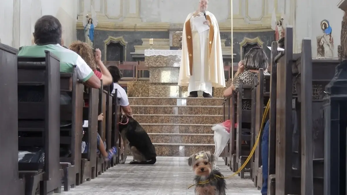 Cães presentes na Missa