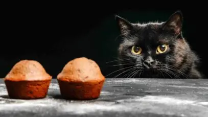 5 alimentos que fazem mal aos gatos e devem ser evitados