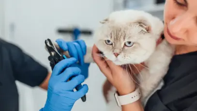 Mercado pet cresce três vezes acima da economia em SP