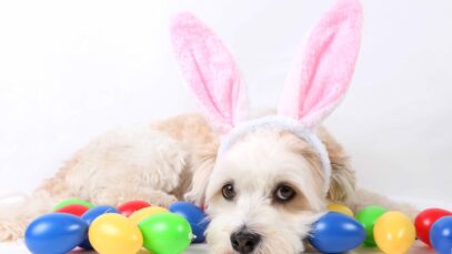 Páscoa é momento de atenção para pets Foto: Freepik - biancagrueneberg