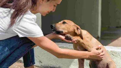 Pedigree lança IA para impulsionar adoção de cães no Brasil