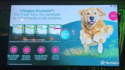 MSD estreia em dermatologia veterinária e mira novos segmentos no Brasil