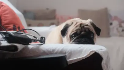 Ansiedade pet amplia demanda por serviços especializados
