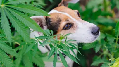 Cannabis na veterinária ganha espaço apesar de entraves