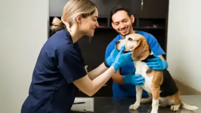 Concursos para veterinários oferecem salários de até R$ 11,6 mil