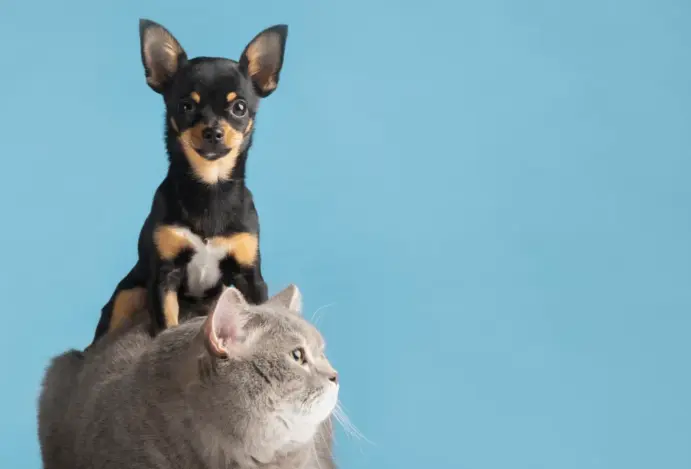 Conveniência acelera avanço do delivery no mercado pet brasileiro