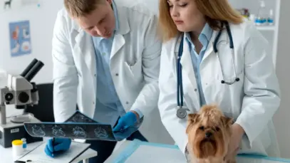 Deputados aprovam exame de proficiência para veterinários