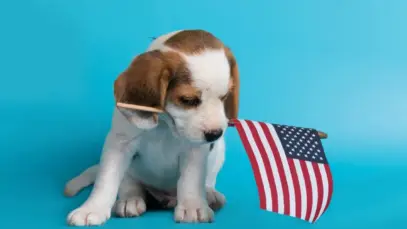 Mercado de pets nos EUA fatura US$ 91,8 bi em 2025. Vendas online crescem, alimentos premium lideram e tutores priorizam saúde.