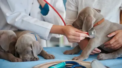 Oncologia veterinária avança com novas tecnologias e amplia precisão no tratamento em pets