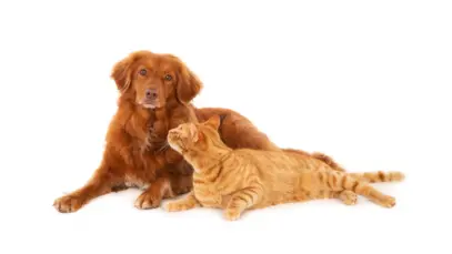 Pomada cicatrizante para cães e gatos avança com patente e aposta na biodiversidade amazônica