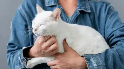 Valores de marca influenciam decisão de compra de 76% dos tutores de gatos