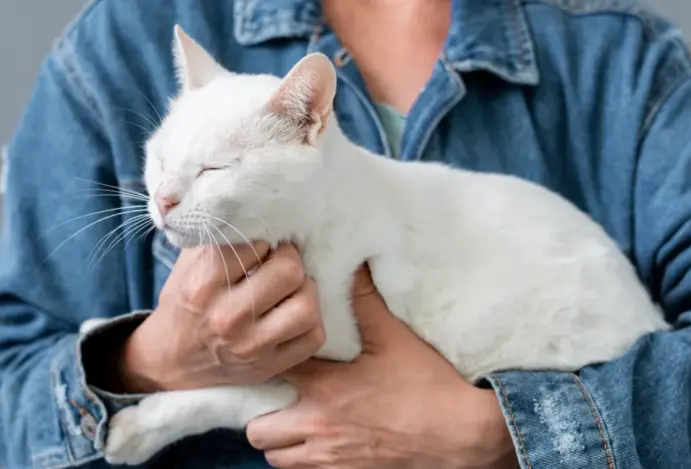 Valores de marca influenciam decisão de compra de 76% dos tutores de gatos