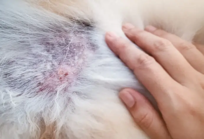 Medicamento da Elanco para dermatite atópica e dermatites alérgicas reforça presença global com aprovação em mais de 40 países