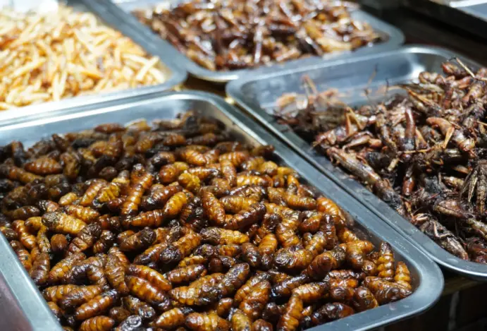 Altos custos, crescimento abaixo do esperado e dificuldades operacionais freiam expansão de um ingrediente visto como promissor no pet food