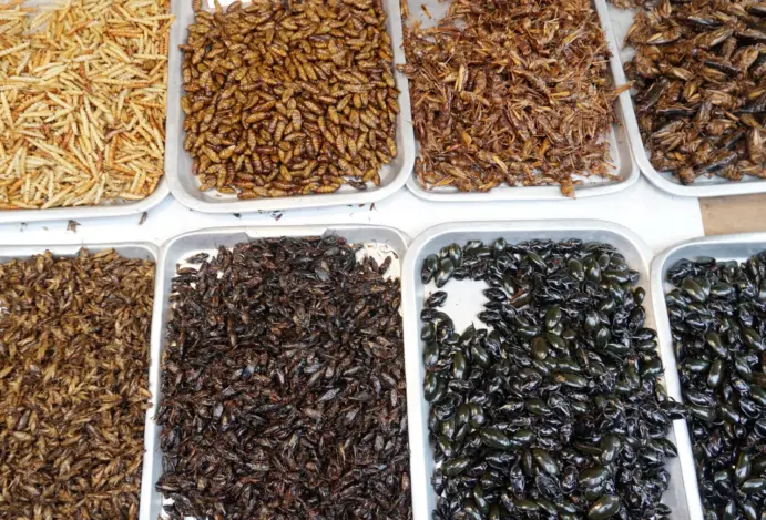 Mercado de nutrição pet brasileiro do segmento foi avaliado em R$ 19 milhões em 2025 e deve alcançar R$ 46,8 milhões até 2034