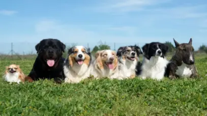 Conhecimento sobre raças influencia decisões de consumo no mercado pet