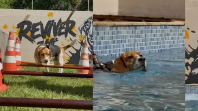 Academia pet conta com aparelhos para equilíbrio, piscina e hidroesteira