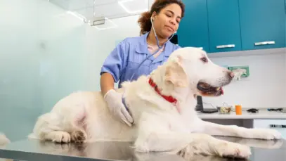Prefeitura abre credenciamento para clínicas veterinárias