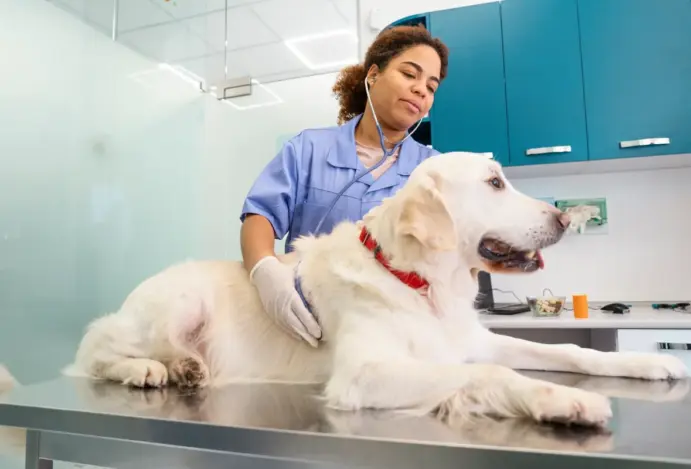 Prefeitura abre credenciamento para clínicas veterinárias