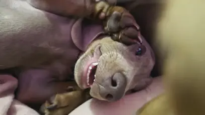Cannabis medicinal na veterinária