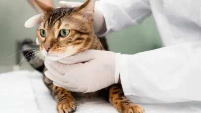 Gato recebendo atendimento veterinário em clínica